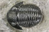 Detailed Gerastos Trilobite Fossil - Morocco #141682-4